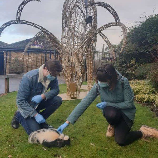 Walking a Skunk at Chessington World of&nbsp;Adventures